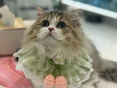 -momokira米努特·德文卷毛猫·棉花面纱犬