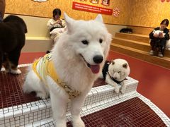 -和它·交个朋友·狗咖猫咖(爱琴海店)