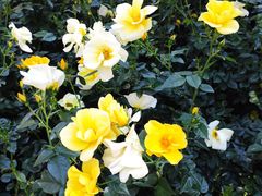 -人民公园(罗湖区)