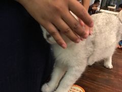 -吉丁鸟咖·异宠·寄养