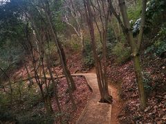 -上海佘山国家森林公园天马山园