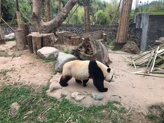 -都江堰中华大熊猫苑