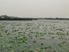 -白洋淀景区
