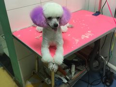 -喵宠乐园·撸猫互动·猫舍