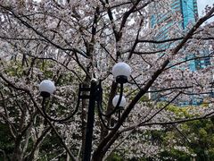 -陆家嘴中心绿地