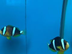 -北戴河圣蓝海洋公园