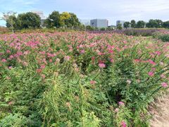 -春花秋色城市公园