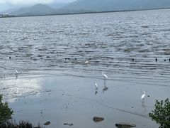 -深圳湾公园(南山区)