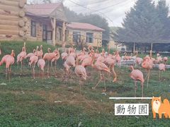 -哈尔滨北方森林动物园