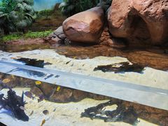 -上海海洋水族馆