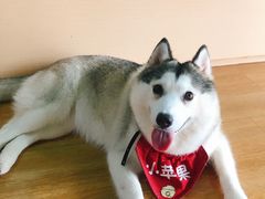 小苹果-Husky Go! 哈士奇体验馆·宠物咖啡厅狗咖