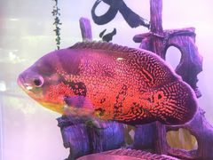 -龟与熊猫宠物公园(南坪店)