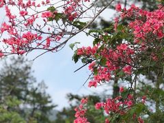 -木兰云雾山