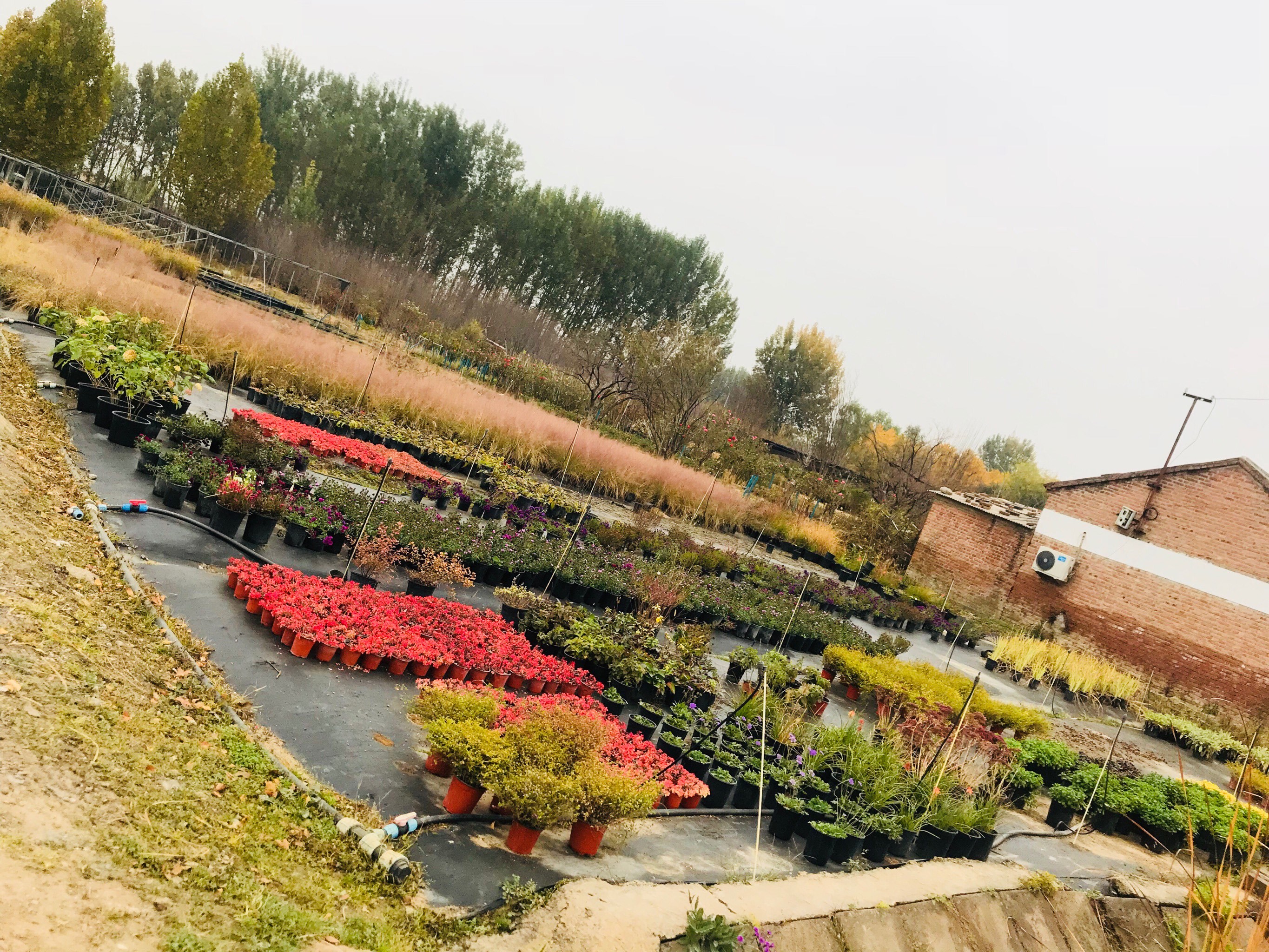 🌲华源发苗木花卉基地🌲位置:通州区-大众点评