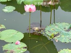 -月湖风景区