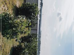 -丁香湖公园