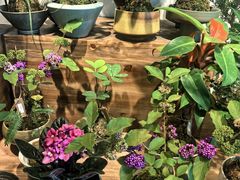 -自由生长植物工作室(深港花卉中心店)