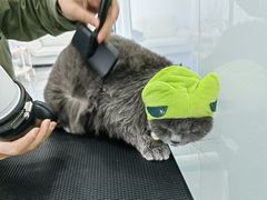 -爱洗澡的猫(望京店)