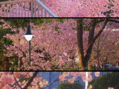-新江湾城公园