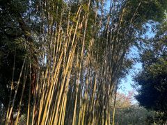 -云溪植物园