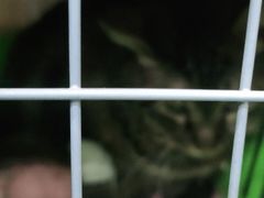 -伟伟宠物医院·CT影像中心·瑞派犬猫综合性门诊(汉口总院)
