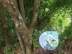 -西双版纳原始森林公园