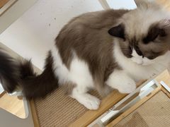 -1013 PET SHOP精品宠物商店(丁香店)