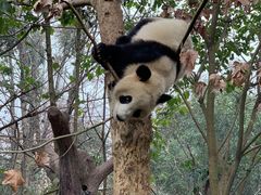 景点-成都大熊猫繁育研究基地