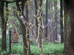 -上海共青森林公园