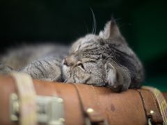 -猫咪博物馆(顶澳仔猫街店)