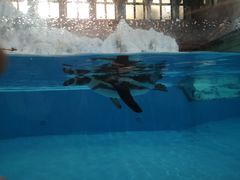 -帝企鹅自助餐厅•儿童岛•真企鹅(长隆企鹅酒店)