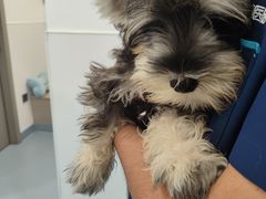 -宠物星动物医院·眼科·异宠·猫科(江南大道总院)