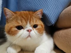 -Bastet sally猫舍购宠(静安店)
