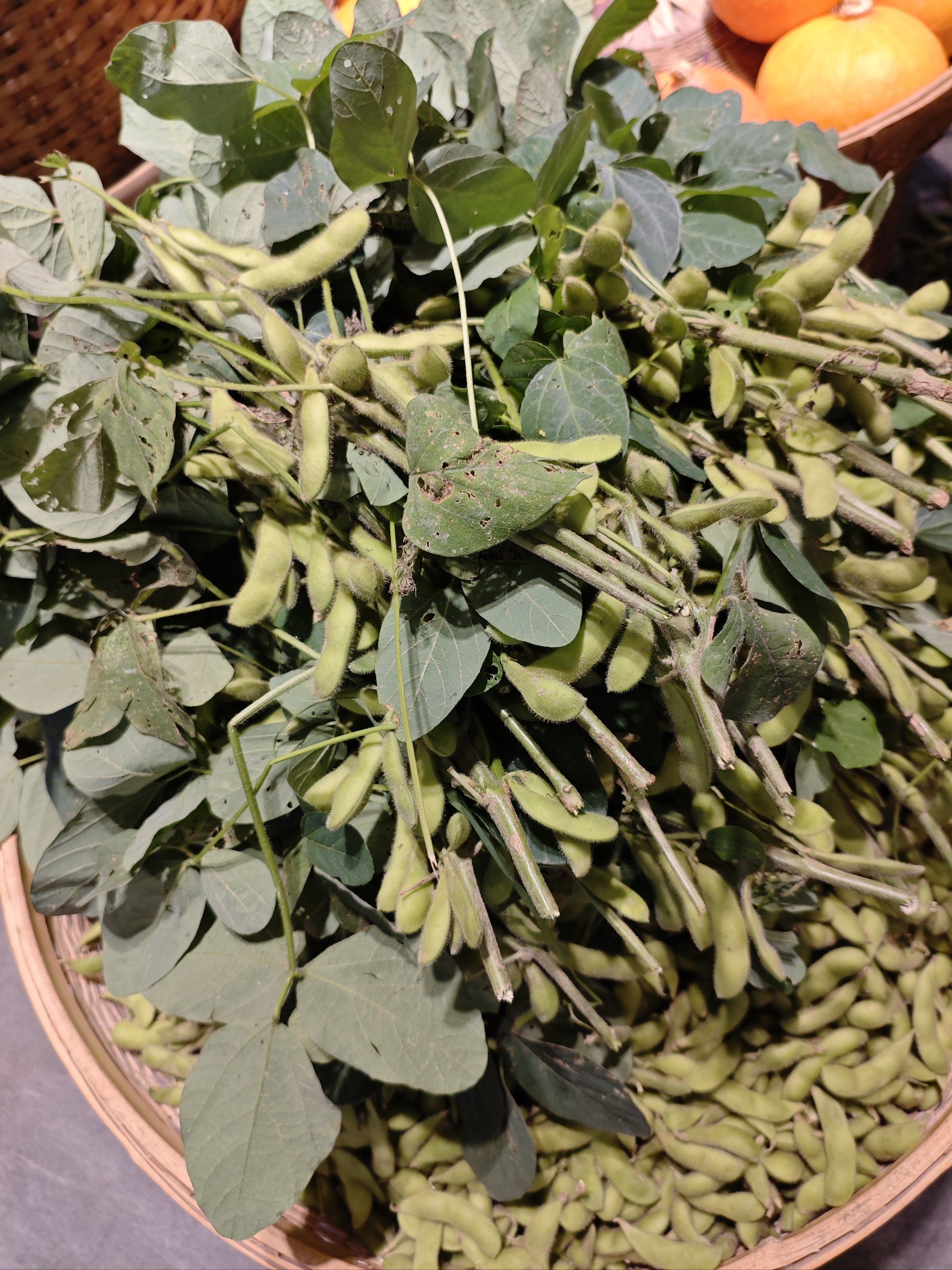 刚刚从土里拔来的新鲜毛豆