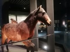 -呼和浩特博物馆