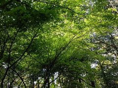 -南山植物园