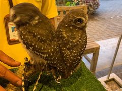 -清迈夜间动物园