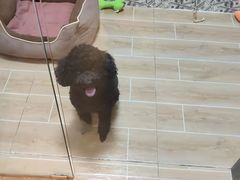 -宠物之家Pets Home 宠物寄养酒店