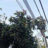 广州番禺区海鸥岛