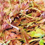 香椿炒鸡蛋[胜利]