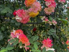 -铁山坪森林公园