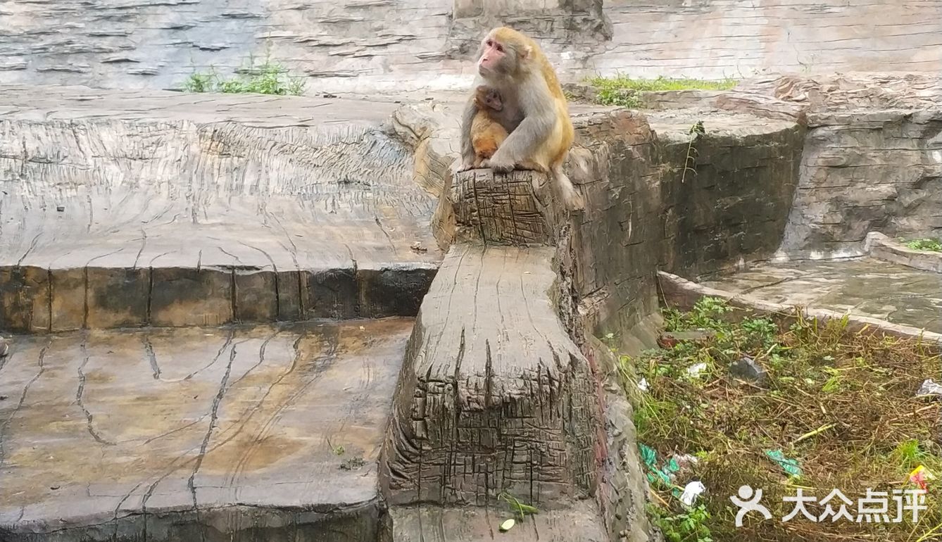 五龙口的猴子太可爱了