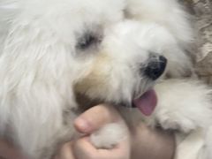 -博特宠物医院24h犬猫全科.骨科·异宠
