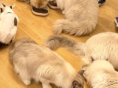 -有喵·猫咖·狗咖·30几只猫10只小狗(岗厦店)