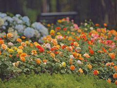 -人民公园(罗湖区)