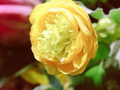 -IFIF 如果花園(宽厚里店)