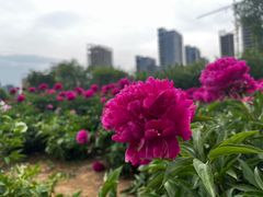 -陕西省西安植物园