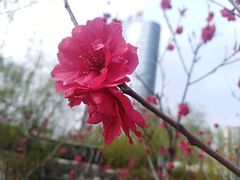 -大孩龙虾(体育场旗舰店)