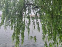 -莱西月湖公园