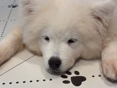 -毛绒耶耶撸宠馆·猫咖·狗咖·荷兰猪咖